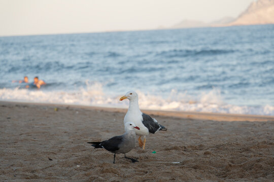 compadres 2
