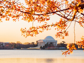 Sun rise view of the Thomas Jefferson Memorial with cherry blossom