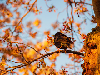 Close up shot of Common starling on cherry tree