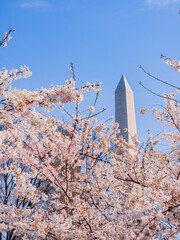 Sunny view of the Washington Monument with cherry blossom
