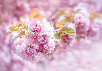 Cherry tree blossom in spring season. Pink flowers on a sakura branch isolated on a soft blur background with bokeh effect.