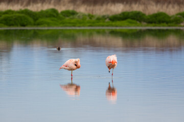 Zwei Flamingos stehen auf einem Bein in einem See in der Nähe von El Calafate, Argentinien