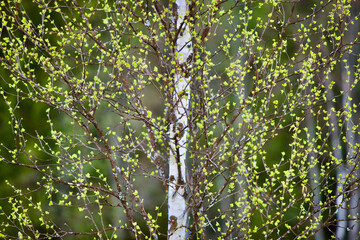 Blooming Birch tree in a sunny spring day. Young bright green leaves on birch tree branches close-up. White birch tree trunk and green leafs in focus on blurred background. Spring nature backgrounds.