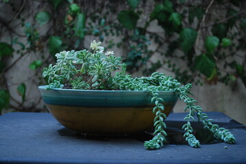 Beautiful suculent bowl
