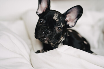 pretty black and white french bulldog puppy on white bed.