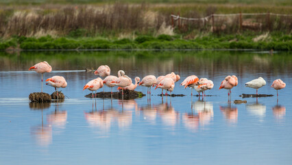 Eine Gruppe von pinken Flamingos spiegelt sich im seichten Wasser eines Sees in El Calafate, Argentinien