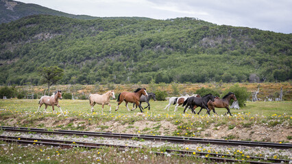 Eine Herde von wilden Pferden läuft im Nationalpark Tierra del Fuego entlang alter Bahnschienen durch die grünen Wiesen Feuerlands - obrazy, fototapety, plakaty