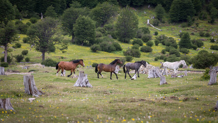Pferde laufen im Nationalpark Tierra del Fuego entlang alter Bahnschienen durch die grünen Wiesen Feuerlands