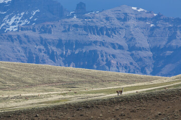 Ein Vikunja steht in der Weite Patagoniens, im Hintergrund türmt sich ein eindrucksvolle Gebirge samt einer steilen Felswand auf