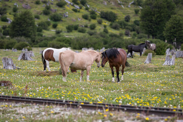 Wilde Pferde an einer Bahnschiene auf einer grün bewachsenen Wiese mit gelben Blumen