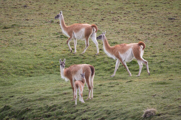 Drei Vikunjas und ein Baby, mit braun weißer Wolle, streifen durch die grüne Hochebene Patagonien
