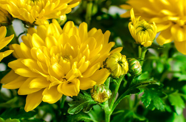Chrysanthemum, yellow flowers
