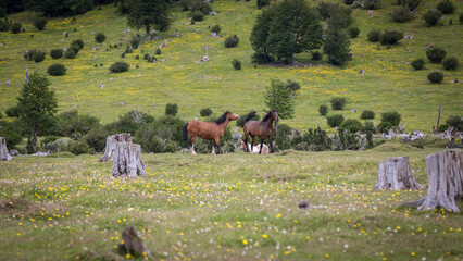 Pferde auf einer grün bewachsenen Wiese mit gelben Blümchen im Nationalpark auf Feuerland