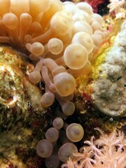 Clown fish and anemone of the red sea