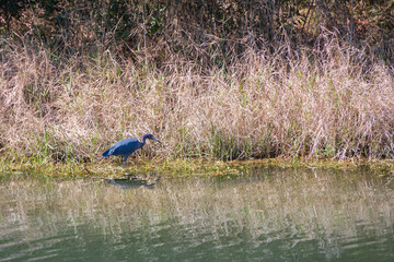 Little blue heron wading through water