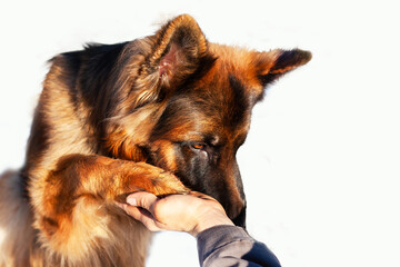 Portrait of a German Shepherd dog, the man's hand holds her paw, giving support to the dog in a difficult situation. The concept of friendship, love for animals, isolate on white.