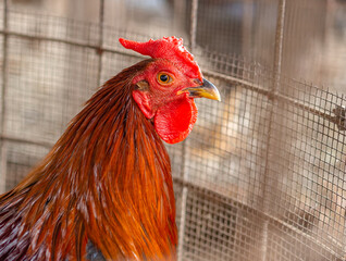 Gamecock in his cage, they have the crest cut and prepared to fight