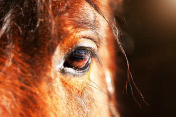 Portrait of a brown horse, close-up eye with reflection in it.