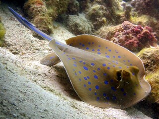 blue spotted sting ray