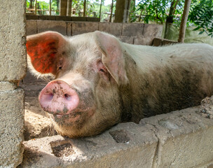 Closeup of pig in the pen full of mud and dirt