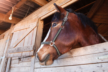 Brown horse in a stall. Horse's head peeking out the window..