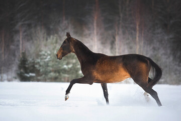 Golden buckskin akhal-teke horse runs free in snow field
