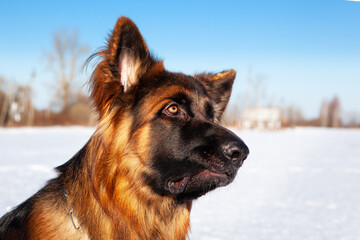 Portrait of a German Shepherd dog in winter.