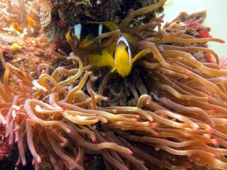 Naklejka na ściany i meble Clown fish and anemone of the red sea