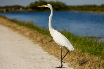 Great Egret posing by the Lake.