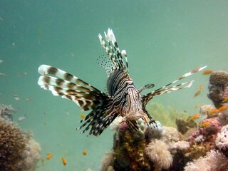 red sea lionfish and coral reef