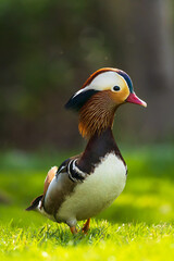 Waddle - Mandarine Duck walking on land