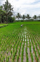rice fields