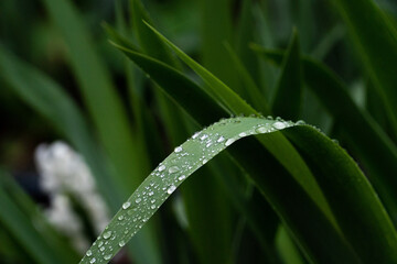Obraz premium Raindrops on a leaf on a rainy day