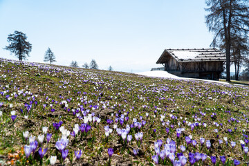 Crocus field in the mountains in front of a traditional South Tyrolean hut - obrazy, fototapety, plakaty