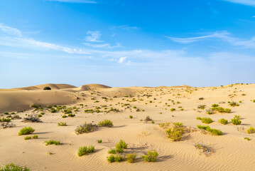 Beatiful landscape in the desert - obrazy, fototapety, plakaty