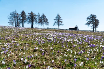 Fotobehang Krokus Crocus field in the mountains in front of a traditional South Tyrolean hut  © Hannah