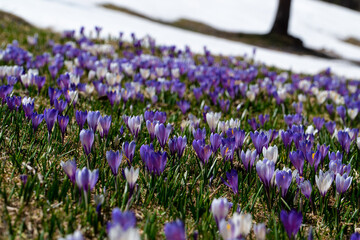 Obraz premium Crocus field in the alps with snow in the background