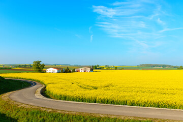 Blue sky, sun and yellow canola field.