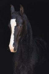 black akhal-teke horse isolated on black background monochrome picture