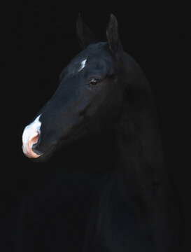 black akhal-teke horse isolated on black background monochrome picture