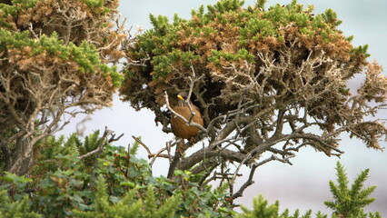 Falkland thrush (Turdus falcklandii) perched in a tree at Gypsy Cove in Stanley, Falkland Islands