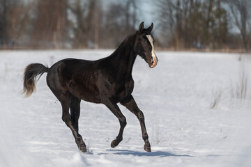 Obraz na płótnie Canvas Magnificent black akhal teke stallion with four white legs running and playing on the snow. Animal in motion.
