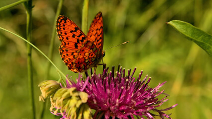 Close up of a butterfly n the summer green meadow. Creative. Small Beautiful orange butterfly on a...