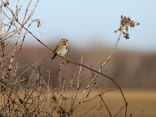 Song Sparrow Perched  On a Plant Stick  in Early Spring
