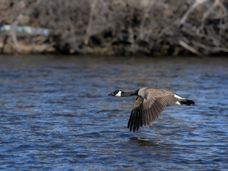 Canada Goose in Flight over River in Early Spring
