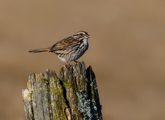 Song Sparrow Sitting on Fence Post on Farmers Field in Early Spring