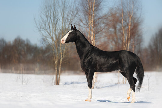 Magnificent black akhal teke stallion with four white legs running and playing on the snow. Animal in motion.