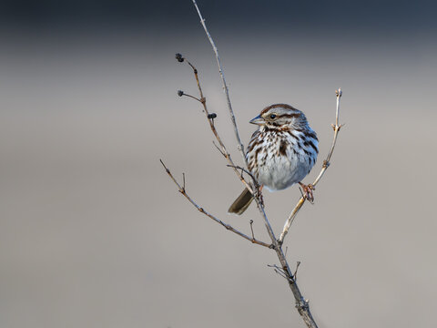 Song Sparrow Perched  On Two Tree Branches  in Early Spring