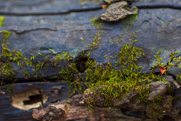 Green moss on black wood log