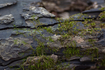 Naklejka na ściany i meble Green moss on black wood log
